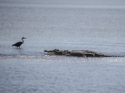 Gaya Sangar Buaya Muara
