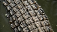 Aneka Pose Gahar Buaya Muara (Crocodylus porosus) di Indonesia dan Australia