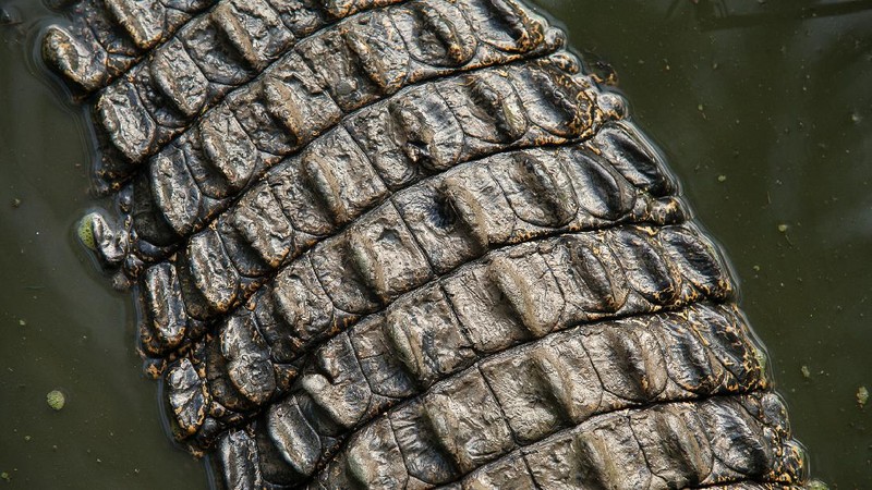 Aneka Pose Gahar Buaya Muara (Crocodylus porosus) di Indonesia dan Australia