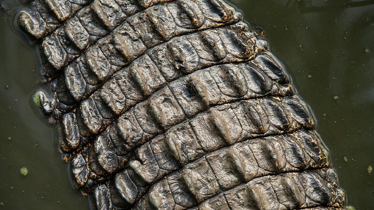 Aneka Pose Gahar Buaya Muara Aneka Pose Gahar Buaya Muara (Crocodylus porosus) di Indonesia dan Australia