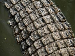 Gaya Sangar Buaya Muara