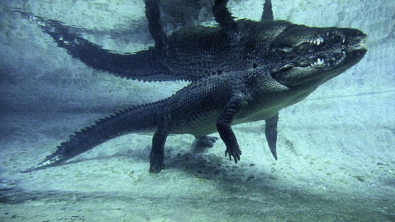 Aneka Pose Gahar Buaya Muara (Crocodylus porosus) di Indonesia dan Australia