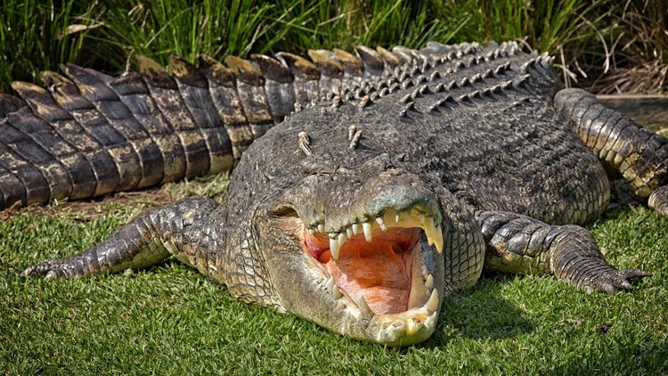 Aneka Pose Gahar Buaya Muara Aneka Gaya Buaya Muara (Crocodylus porosus) di Indonesia dan Australia