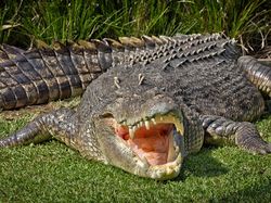 Gaya Sangar Buaya Muara