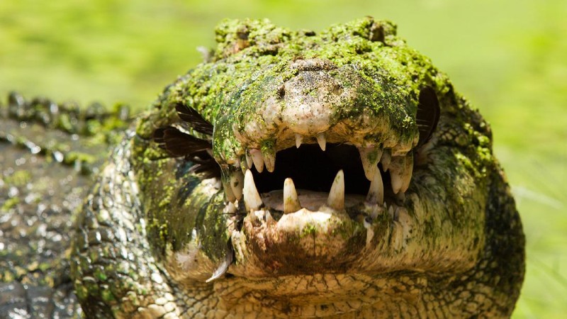 Aneka Gaya Buaya Muara (Crocodylus porosus) di Indonesia dan Australia