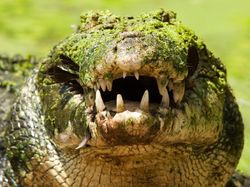 Gaya Sangar Buaya Muara