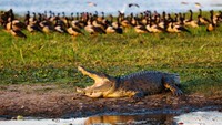 Aneka Gaya Buaya Muara (Crocodylus porosus) di Indonesia dan Australia