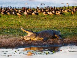 Gaya Sangar Buaya Muara