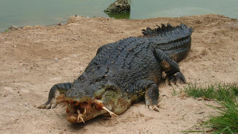 Aneka Gaya Buaya Muara (Crocodylus porosus) di Indonesia dan Australia