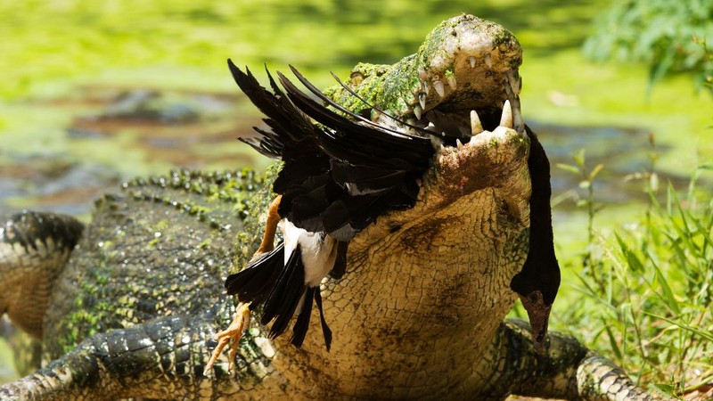 Aneka Gaya Buaya Muara (Crocodylus porosus) di Indonesia dan Australia