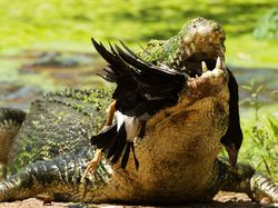 Gaya Sangar Buaya Muara