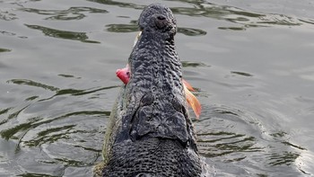 Buaya muara yang masih muda mangsanya ikan. Tampak dia memangsa ikan nila merah (iStock)