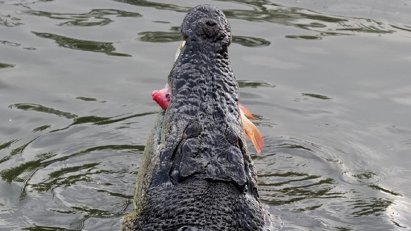 Aneka Gaya Buaya Muara (Crocodylus porosus) di Indonesia dan Australia