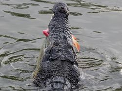 Gaya Sangar Buaya Muara