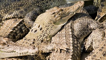 Buaya muara adalah hewan teritorial, dia menandai wilayahnya, terutama untuk buaya jantan. (iStock)