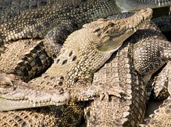 Gaya Sangar Buaya Muara