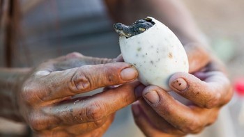 Beginilah wujud telur buaya yang baru menetas (iStock)