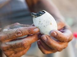 Gaya Sangar Buaya Muara