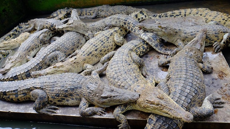 Aneka Gaya Buaya Muara (Crocodylus porosus) di Indonesia dan Australia