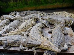 Gaya Sangar Buaya Muara