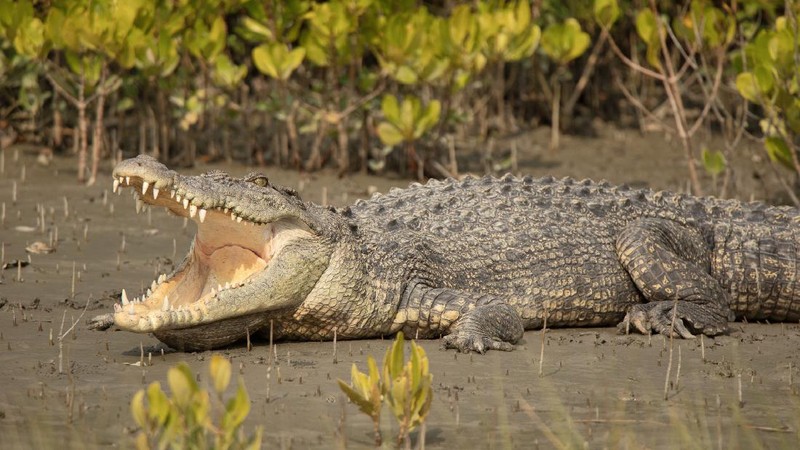Aneka Gaya Buaya Muara (Crocodylus porosus) di Indonesia dan Australia