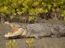 Gaya Sangar Buaya Muara