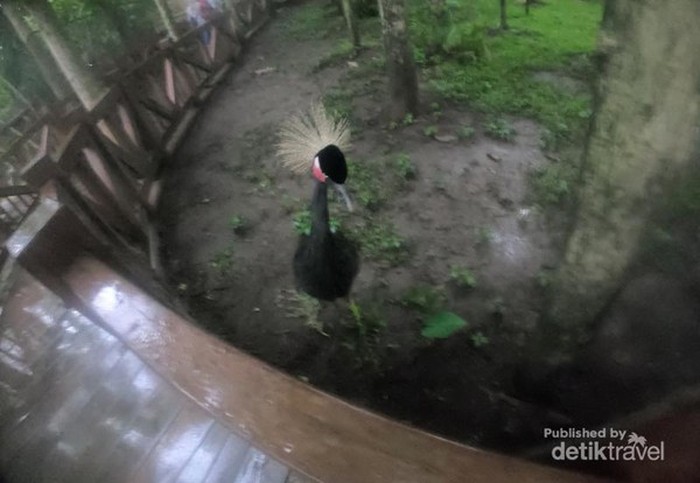 Bird Walk Eco Green Park Batu
