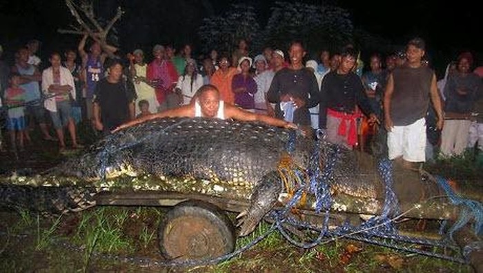 Buaya Lolong di Filipina (AFP)