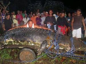 Kenalkan Lolong Buaya Terbesar di Dunia dengan Panjang 6,17 Meter