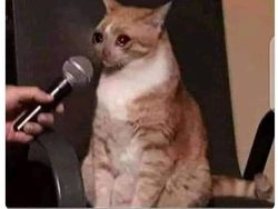 Bantai Chelsea, Meme Bayern Munich Hobi Gunduli Tim London