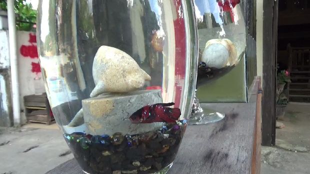 Salah satu ikan cupng yang dijual Akmal.