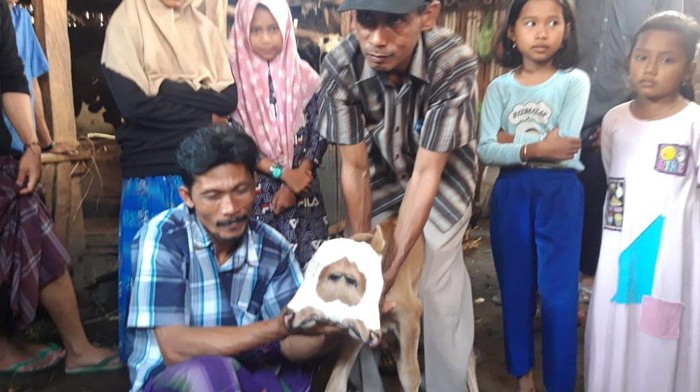 anak sapi berkepala dua