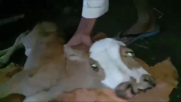 anak sapi berkepala dua