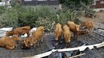 Banjir Korsel, Sapi Ngungsi di Atap Rumah