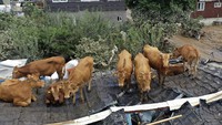 Beberapa ekor sapi itu ditemukan nangkring di atap rumah warga setelah banjir di kawasan Gurye mulai surut. Park Chul-heung/Yonhap via AP