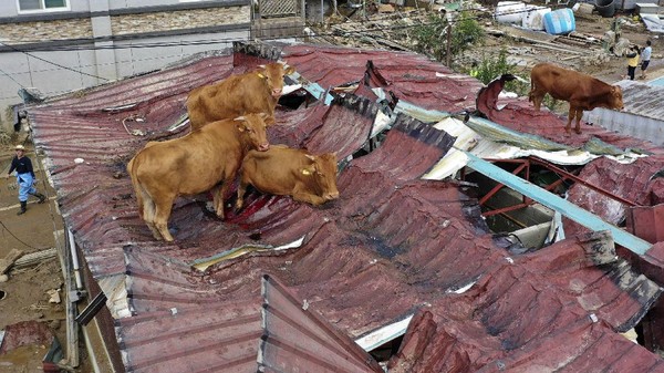 Banjir Korsel, Sapi Ngungsi di Atap Rumah