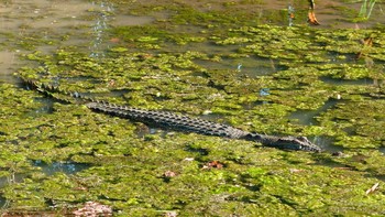 Buaya muara ini punya adaptasi tinggi dari air asin, air payau dan air tawar. Mereka mudah berbaur dengan alam sekitar, sampai hampir tidak terlihat (Getty Images/iStockphoto)