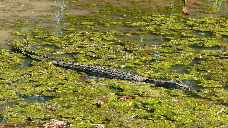 Buaya Muara (crocodylus porosus) di Australia