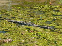 Ayo Tebak, Buayanya Ngumpet di Mana?