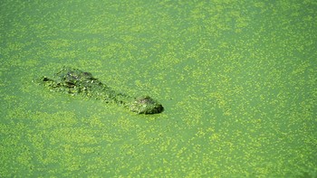 Buaya muara terkenal pandai berkamuflase, tahu kan buayanya yang mana? (Getty Images/iStockphoto)