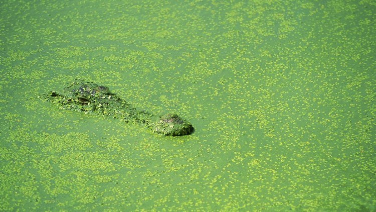 Buaya Muara (crocodylus porosus) di Australia