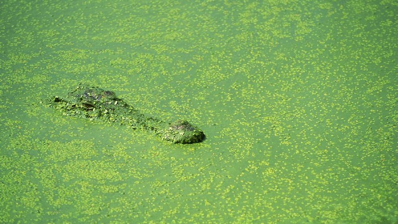 Buaya Muara (crocodylus porosus) di Australia
