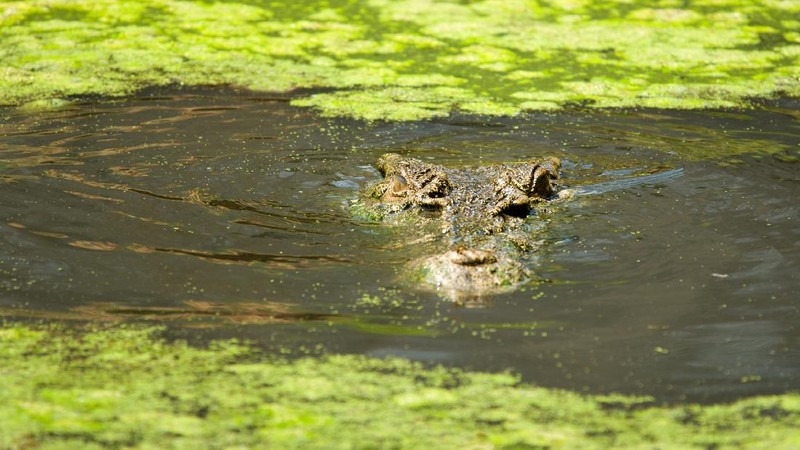 Buaya Muara (crocodylus porosus) di Australia