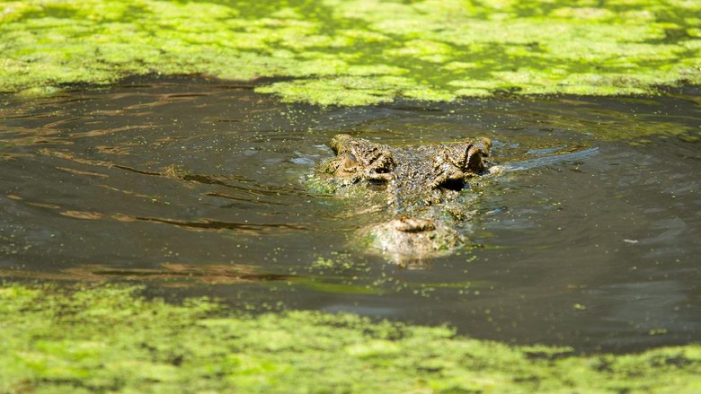 Buaya Muara (crocodylus porosus) di Australia