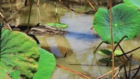 Buaya Muara (crocodylus porosus) di Australia