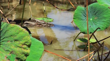Buaya bersembunyi di antara tumbuhan air di muara, kalau begini makin susah kelihatannya (Getty Images/iStockphoto)