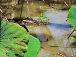 Ayo Tebak, Buayanya Ngumpet di Mana?
