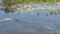 Buaya Muara (crocodylus porosus) di Australia