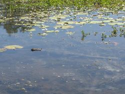 Ayo Tebak, Buayanya Ngumpet di Mana?