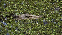 Buaya Muara (crocodylus porosus) di Australia